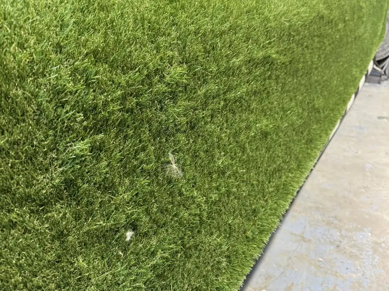 A close view of artificial grass from the Farrells photo collection.
